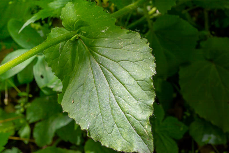 Doronicum columnae?  No,  Doronicum pardalianches